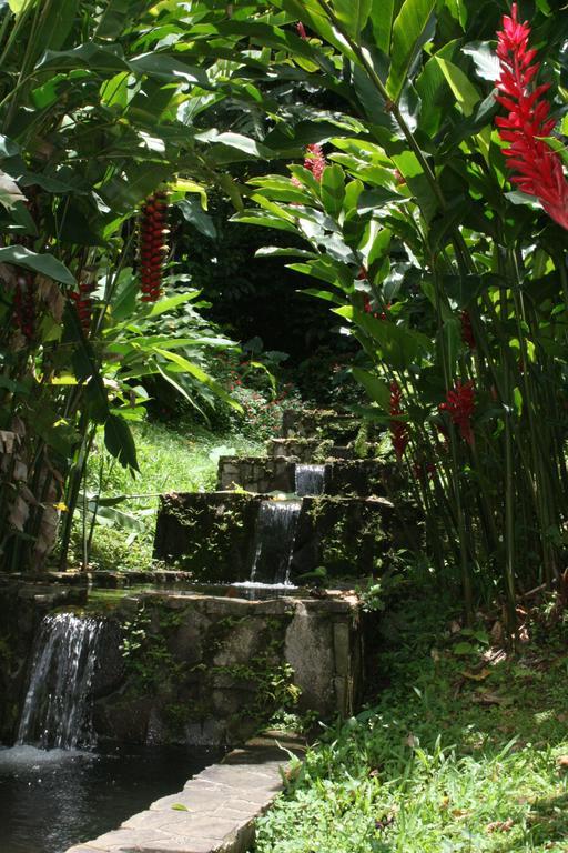 Les Cycas Saint-Claude