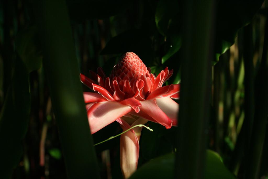 Les Cycas Maison d'hôtes